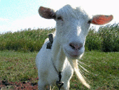 goat0029.gif